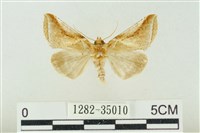 印華波紋蛾藏品圖，第1張