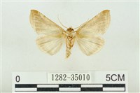 印華波紋蛾藏品圖，第2張