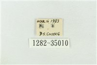 印華波紋蛾藏品圖，第3張