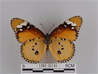 樺斑蝶藏品圖，第2張