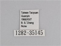 樺斑蝶藏品圖，第3張