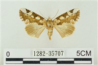 連珠波紋蛾藏品圖，第1張