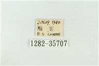 連珠波紋蛾藏品圖，第3張