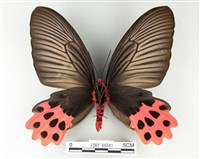 Accession Number:001282-40541 Collection Image, Figure 2, Total 3 Figures