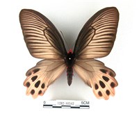 曙鳳蝶藏品圖，第1張