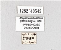 曙鳳蝶藏品圖，第3張