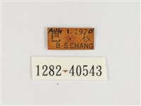 甲仙翠蛺蝶藏品圖，第3張