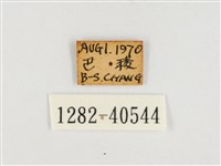 甲仙翠蛺蝶藏品圖，第3張
