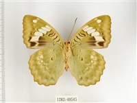 甲仙翠蛺蝶藏品圖，第2張