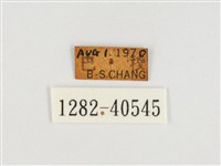 甲仙翠蛺蝶藏品圖，第3張