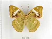 甲仙翠蛺蝶藏品圖，第2張