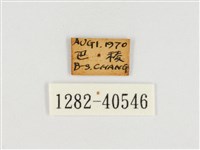甲仙翠蛺蝶藏品圖，第3張