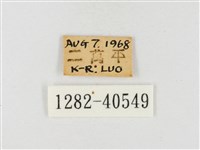 星黃蝶藏品圖，第3張
