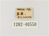 星黃蝶藏品圖，第3張