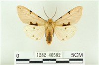 棍棒污燈蛾藏品圖，第1張