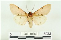 棍棒污燈蛾藏品圖，第2張