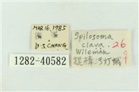 棍棒污燈蛾藏品圖，第3張