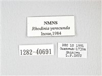 銀目天蠶蛾藏品圖，第3張