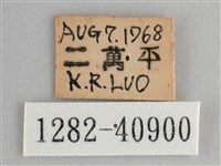 大幽眼蝶藏品圖，第3張