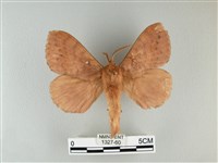 波紋枯葉蛾藏品圖，第1張