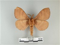 波紋枯葉蛾藏品圖，第2張