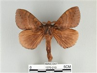 波紋枯葉蛾藏品圖，第1張