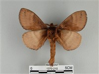 波紋枯葉蛾藏品圖，第2張