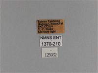 波紋枯葉蛾藏品圖，第3張