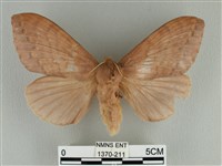 波紋枯葉蛾藏品圖，第1張