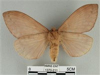 波紋枯葉蛾藏品圖，第2張