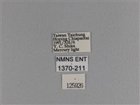 波紋枯葉蛾藏品圖，第3張