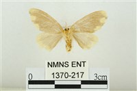 黑翅黃毒蛾藏品圖，第2張