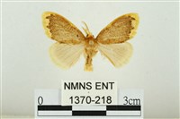 黑翅黃毒蛾藏品圖，第1張