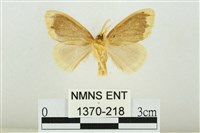 黑翅黃毒蛾藏品圖，第2張