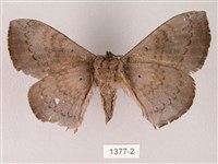 蓬萊灰紋帶蛾藏品圖，第2張