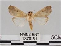 斜紋夜盜蛾藏品圖，第2張