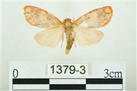 三色豔苔蛾藏品圖，第1張