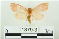 三色豔苔蛾藏品圖，第2張