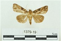 粉紅帶散紋夜蛾藏品圖，第1張