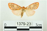 三色豔苔蛾藏品圖，第1張