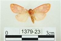 三色豔苔蛾藏品圖，第2張