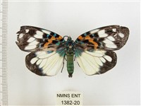 山龍眼螢斑蛾、雙星螢班蛾藏品圖，第1張