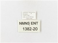 山龍眼螢斑蛾、雙星螢班蛾藏品圖，第3張