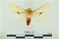 菊池污燈蛾藏品圖，第1張