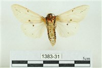 菊池污燈蛾藏品圖，第2張