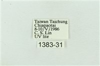 菊池污燈蛾藏品圖，第3張