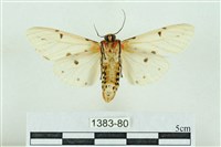 菊池污燈蛾藏品圖，第2張