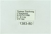 菊池污燈蛾藏品圖，第3張