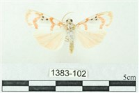 臺雪苔蛾藏品圖，第1張