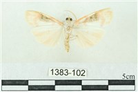 臺雪苔蛾藏品圖，第2張